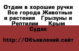 Отдам в хорошие ручки - Все города Животные и растения » Грызуны и Рептилии   . Крым,Судак